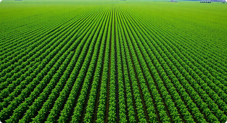 field